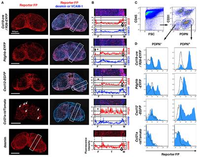 A Distinct Subset of Fibroblastic Stromal Cells Constitutes the Cortex-Medulla Boundary Subcompartment of the Lymph Node